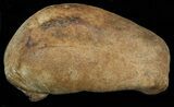 Fossil Whale Ear Bone - Miocene #40318-1